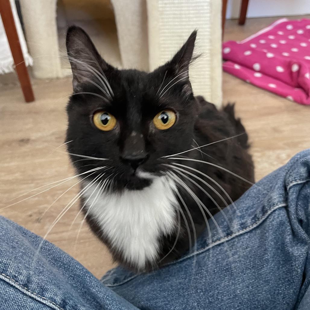 Enlarge Woodpecker, a Adoptable Domestic Medium Hair in Warwick, RI image 3/4