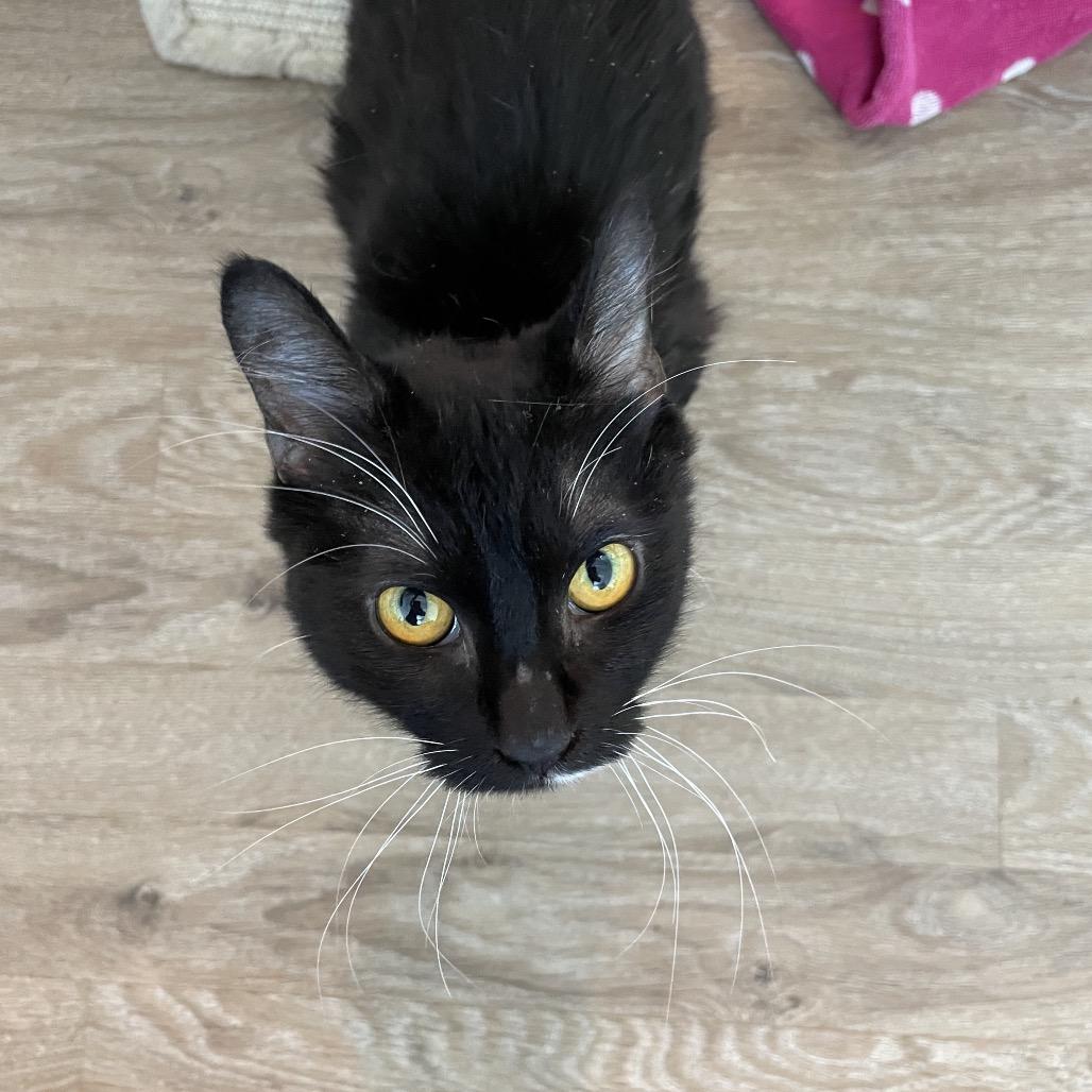 Enlarge Woodpecker, a Adoptable Domestic Medium Hair in Warwick, RI image 4/4