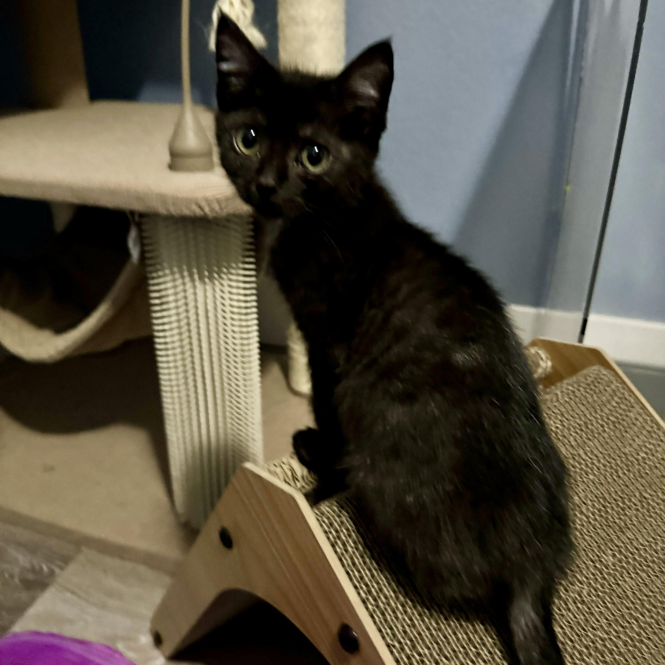 Toby, Adoptable, Kitten Female Domestic Short Hair.