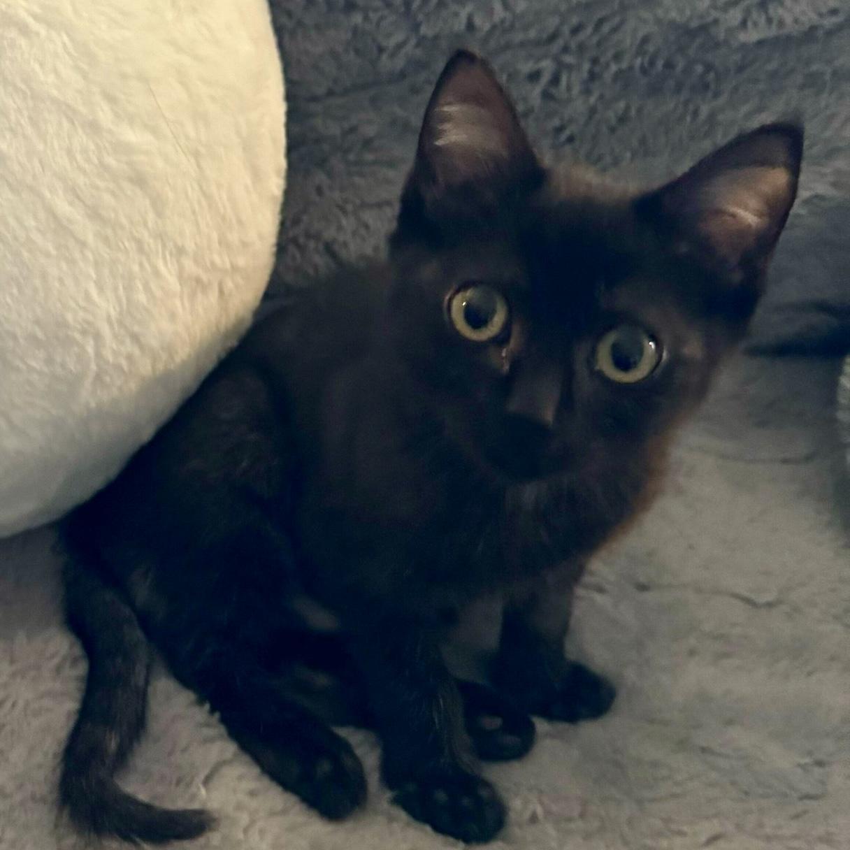 Toby, a Adoptable Domestic Short Hair in Wilsonville, OR image 2/5