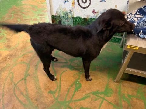 Enlarge Tipsy 26, a Adoptable mixed breed in Brookhaven, MS image 2/4