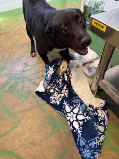 Enlarge Tipsy 26, a Adoptable mixed breed in Brookhaven, MS image 3/4