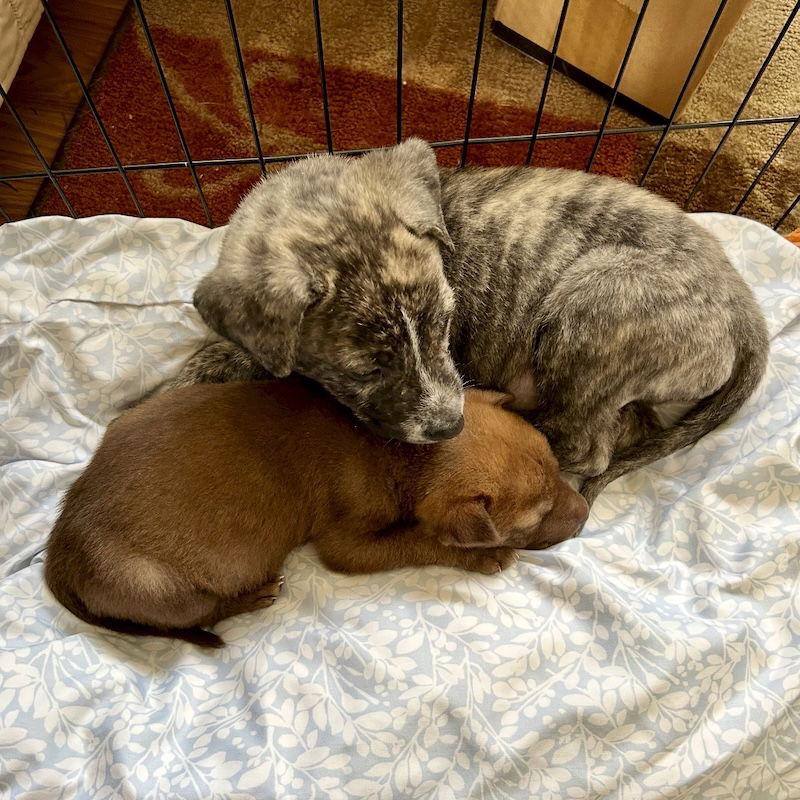 Dash, Adoptable, Puppy Male Plott Hound.