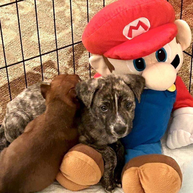 Enlarge Dash, a Adoptable Plott Hound in San Juan Capistrano, CA image 2/3