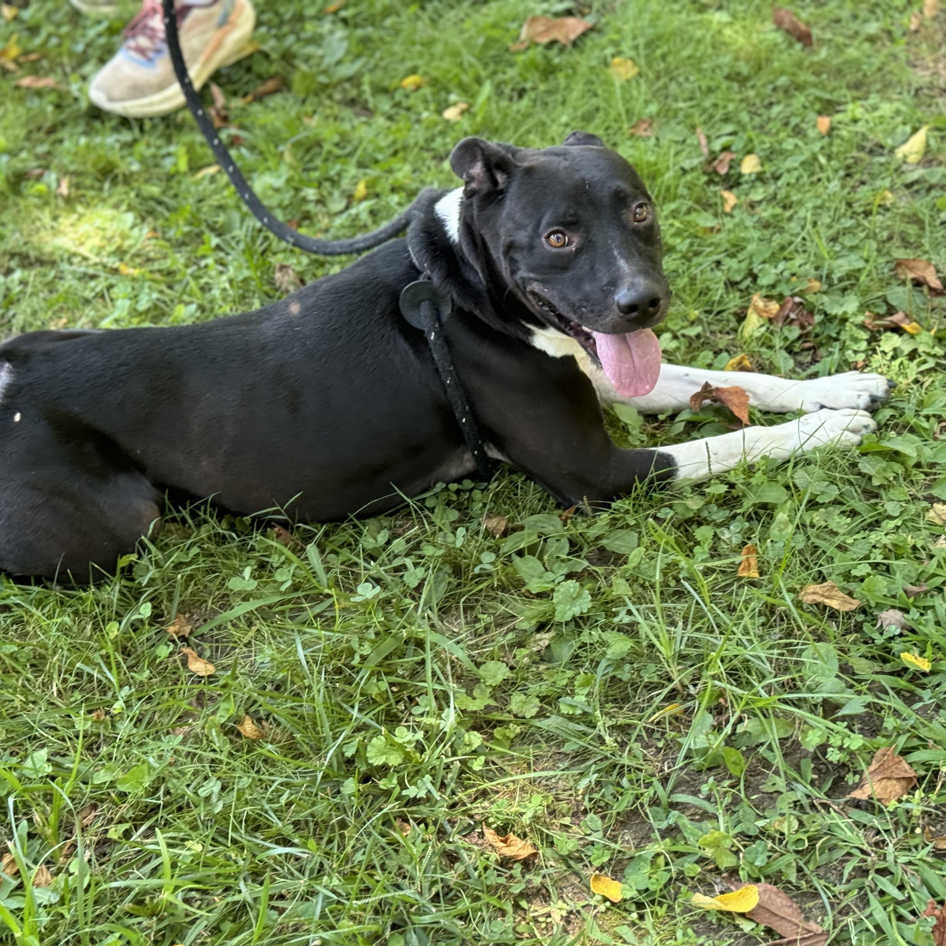 Chestnut, Adoptable, Adult Male Pit Bull Terrier.