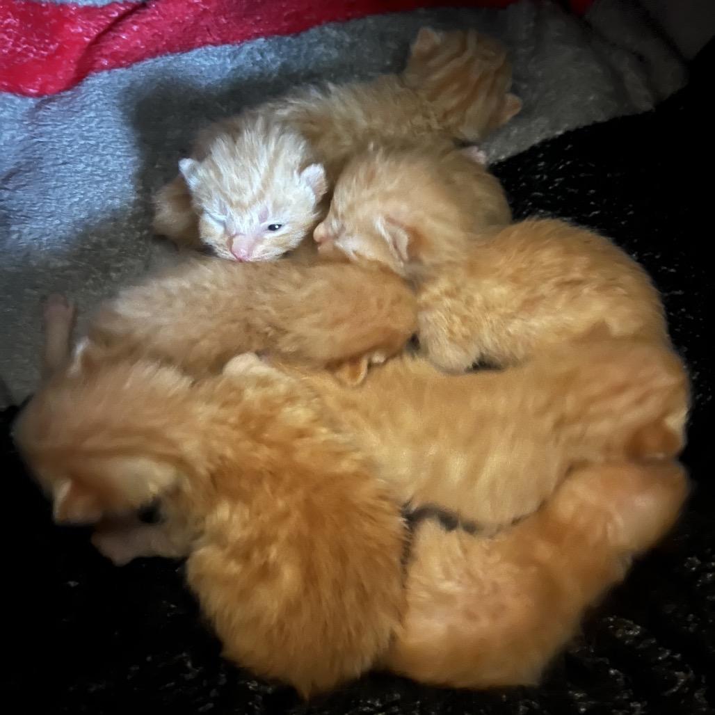 Dixie, Adoptable, Young Female Domestic Short Hair.