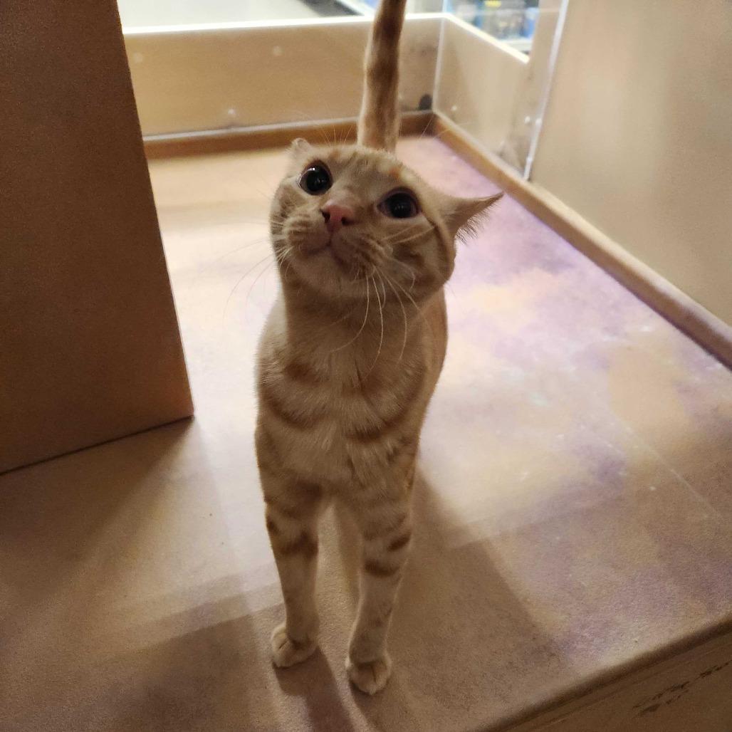 Enlarge Dixie, a Adoptable Domestic Short Hair in Valdosta , GA image 2/4