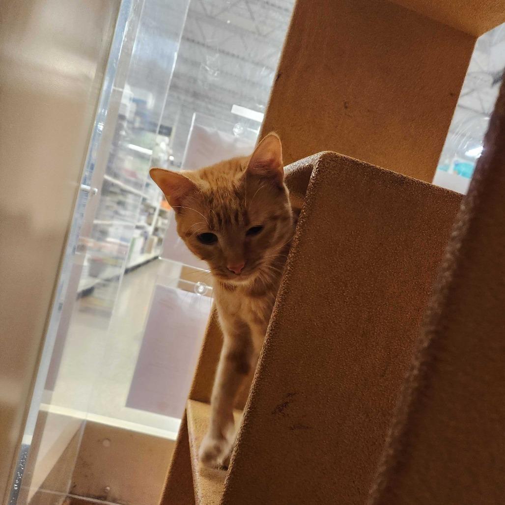 Enlarge Dixie, a Adoptable Domestic Short Hair in Valdosta , GA image 3/4