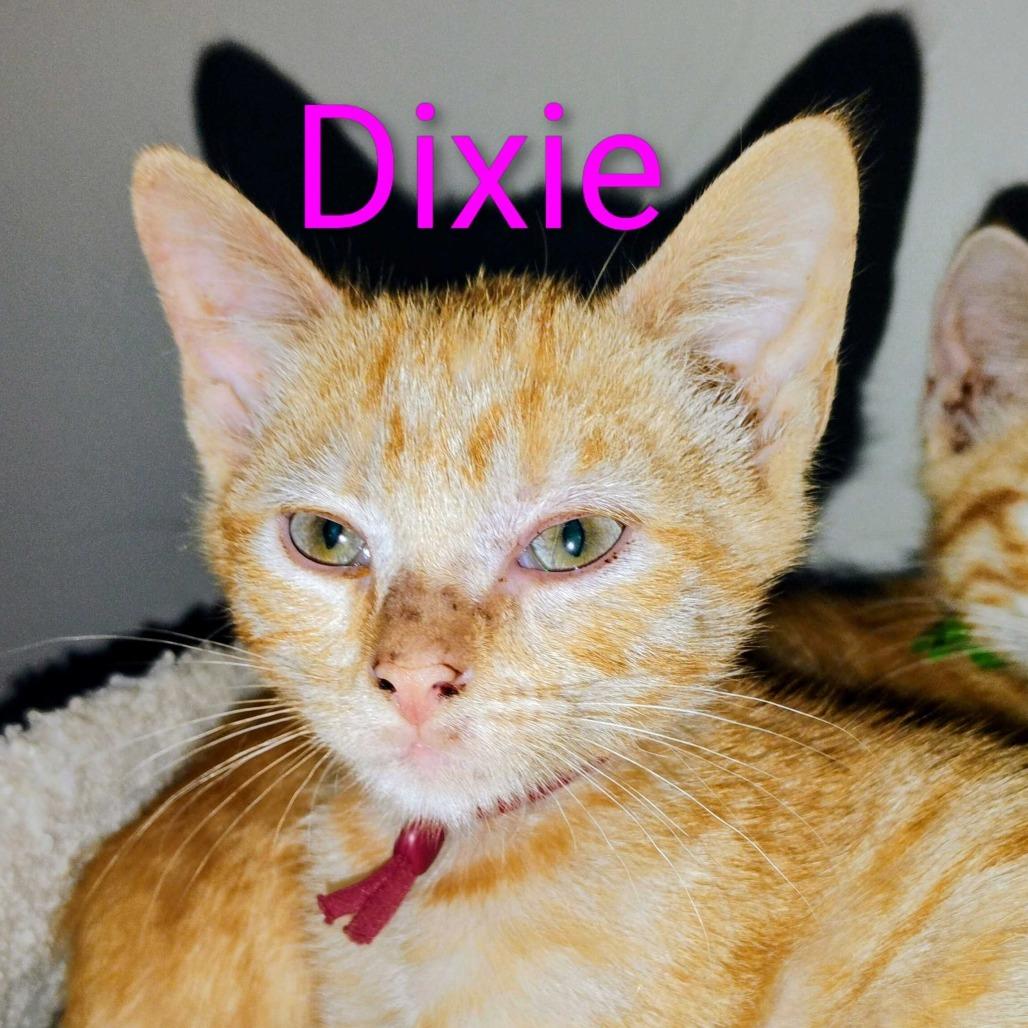 Enlarge Dixie, a Adoptable Domestic Short Hair in Valdosta , GA image 4/4