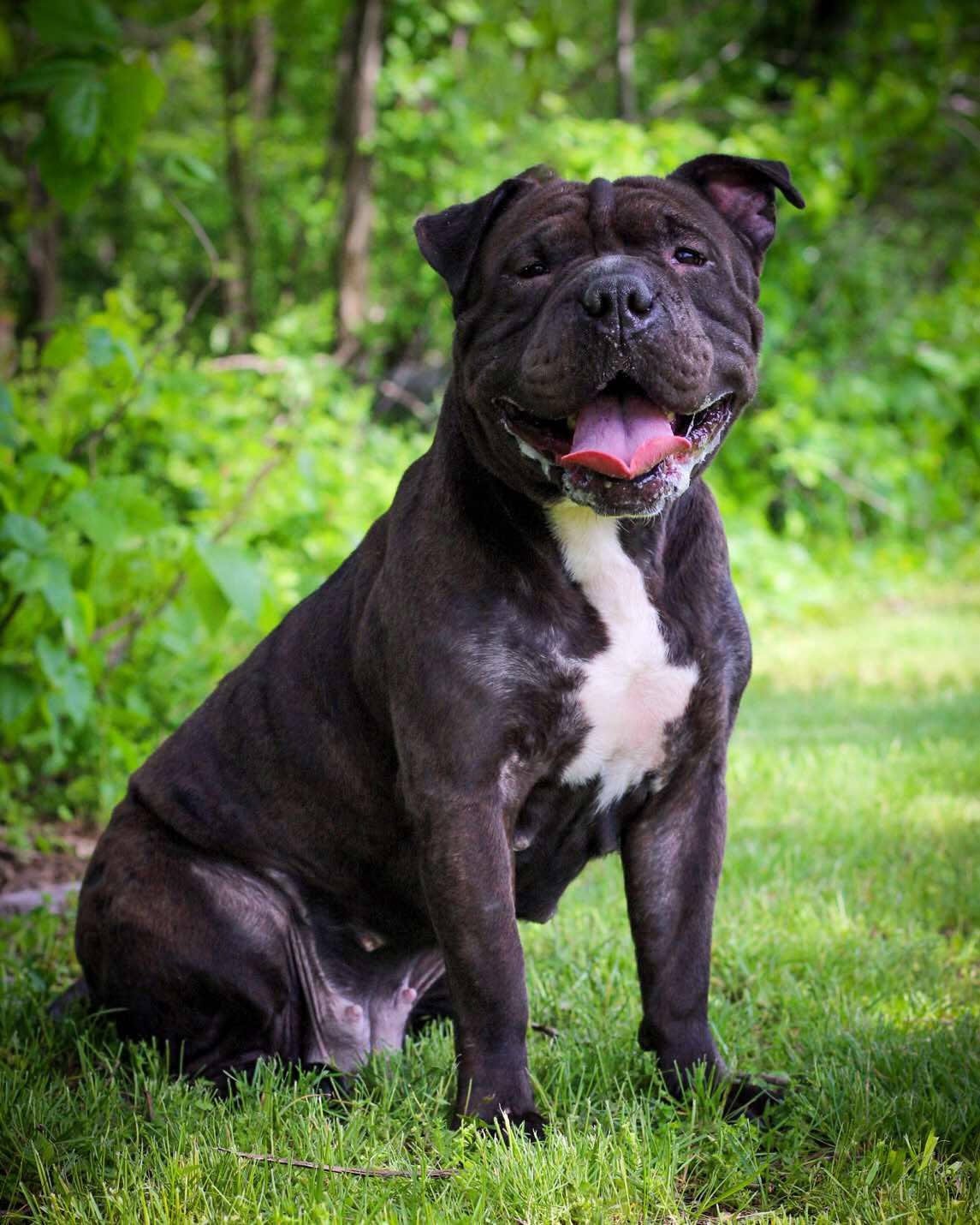 Enlarge Raleigh, a Adoptable mixed breed in Bridgeport, CT image 1/1