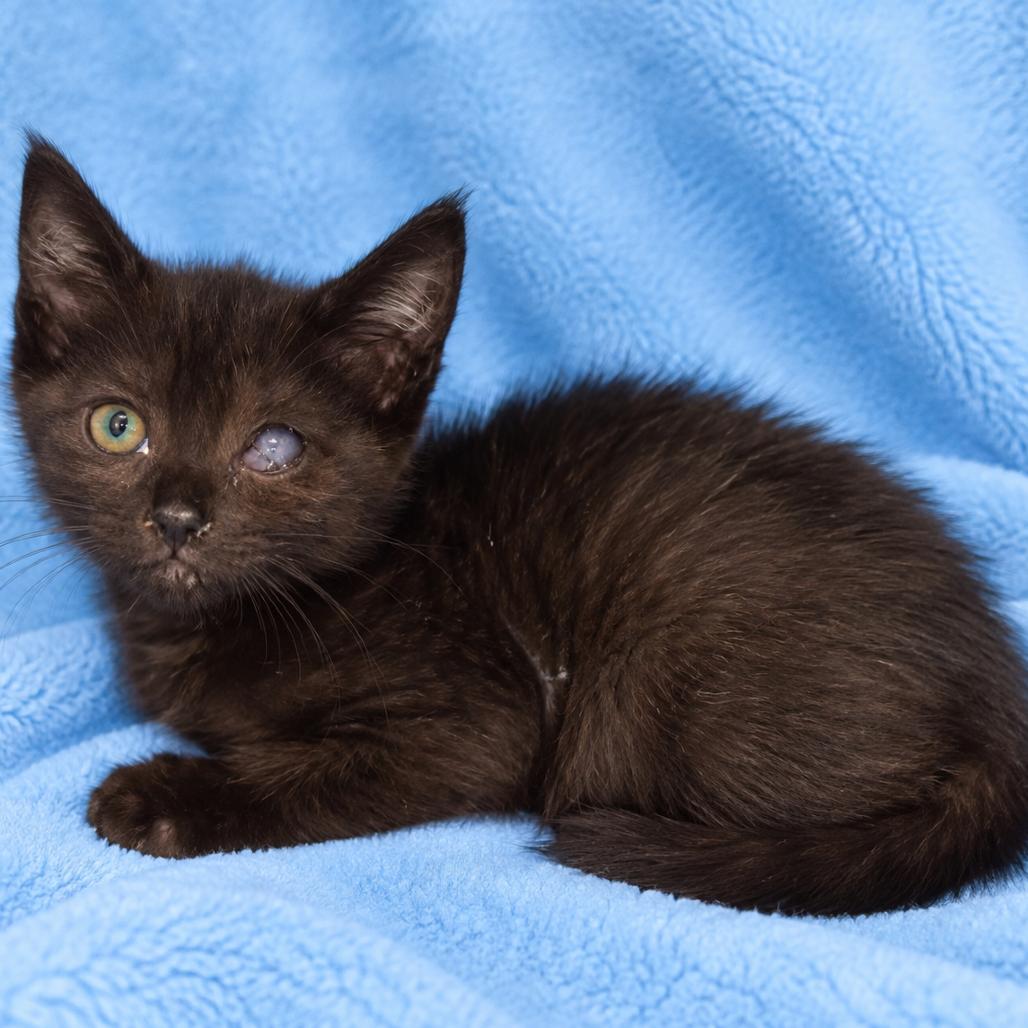 Raven, Adoptable, Kitten Female Domestic Short Hair.