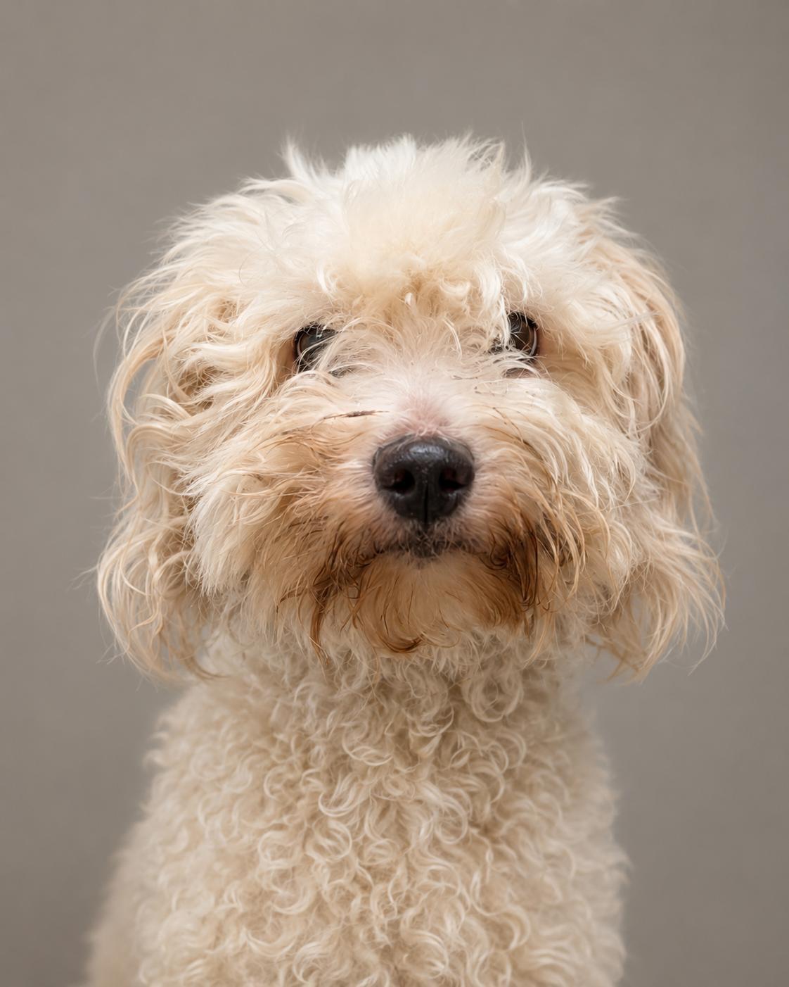 Enlarge Polo, a ADOPTABLE mixed breed in Austin, TX image 3/3