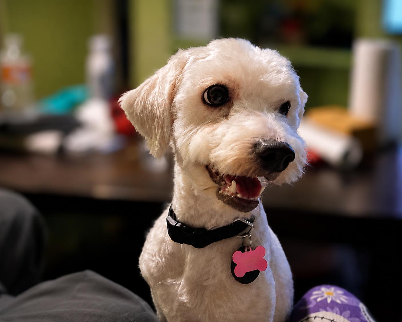 Polo, ADOPTABLE, Adult Male Miniature Poodle.