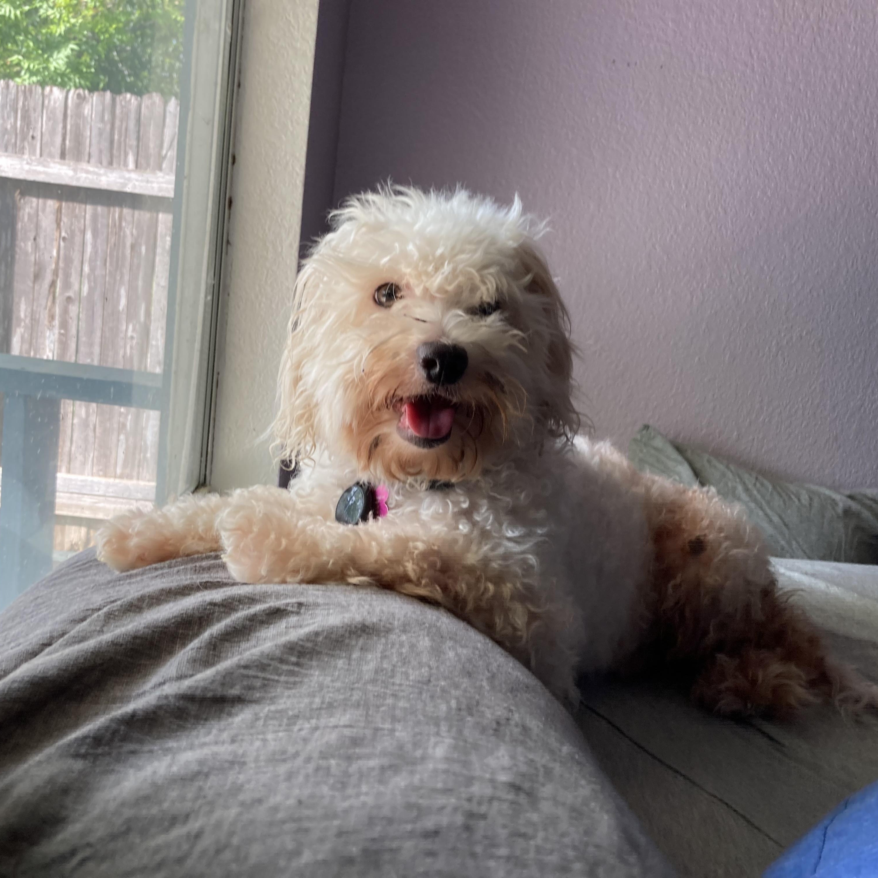 Polo, ADOPTABLE, Adult Male Miniature Poodle.