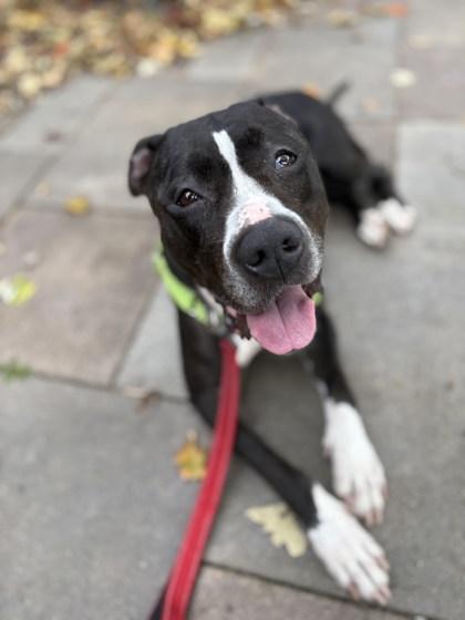 Juliet, Adoptable, Adult Female Mixed Breed & Mixed Breed.