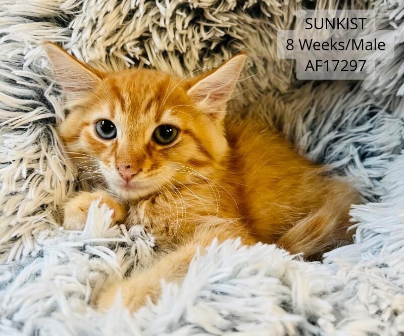 Enlarge Sunkist, a Adoptable Domestic Short Hair in Supply, NC image 1/1