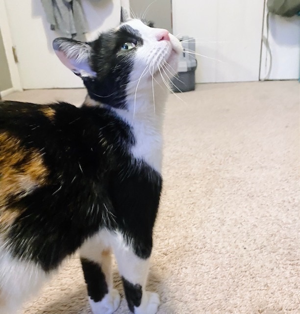 Maxie, a Adoptable Calico in Philadelphia, PA image 6/6