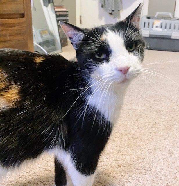Maxie, a Adoptable Calico in Philadelphia, PA image 4/6