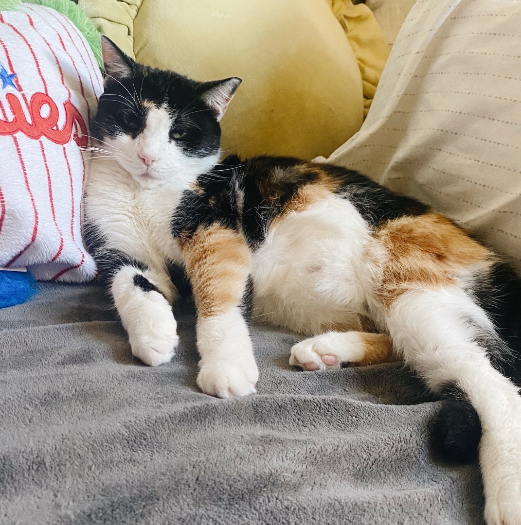 Maxie, a Adoptable Calico in Philadelphia, PA image 2/6