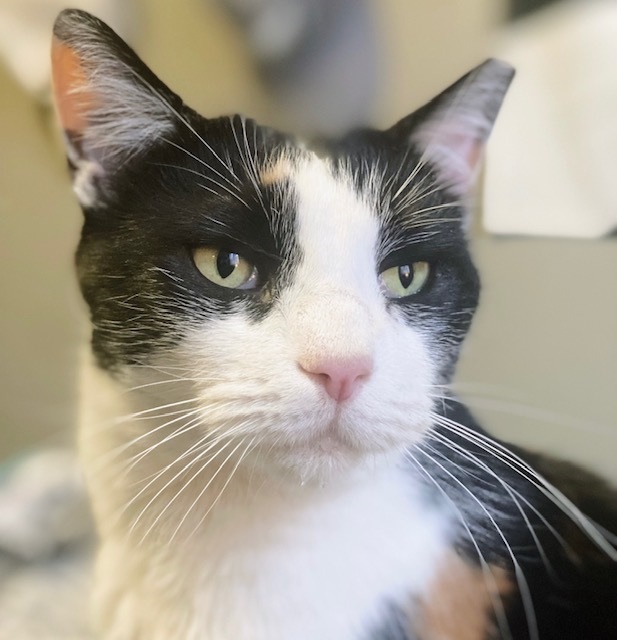 Maxie, a Adoptable Calico in Philadelphia, PA image 1/6