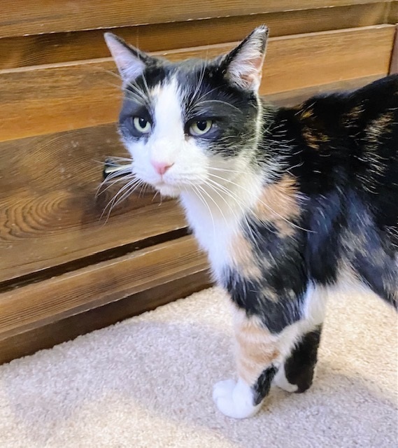 Maxie, a Adoptable Calico in Philadelphia, PA image 5/6