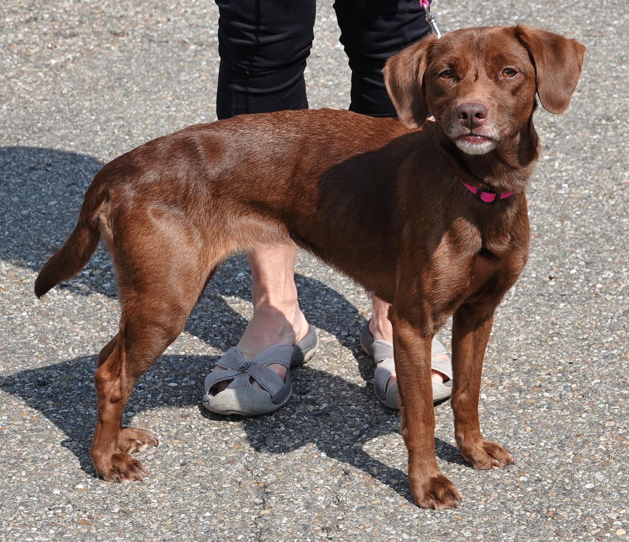 Enlarge Madison - UPDATED INFO, a ADOPTABLE Mixed Breed in Millfield, OH image 2/3