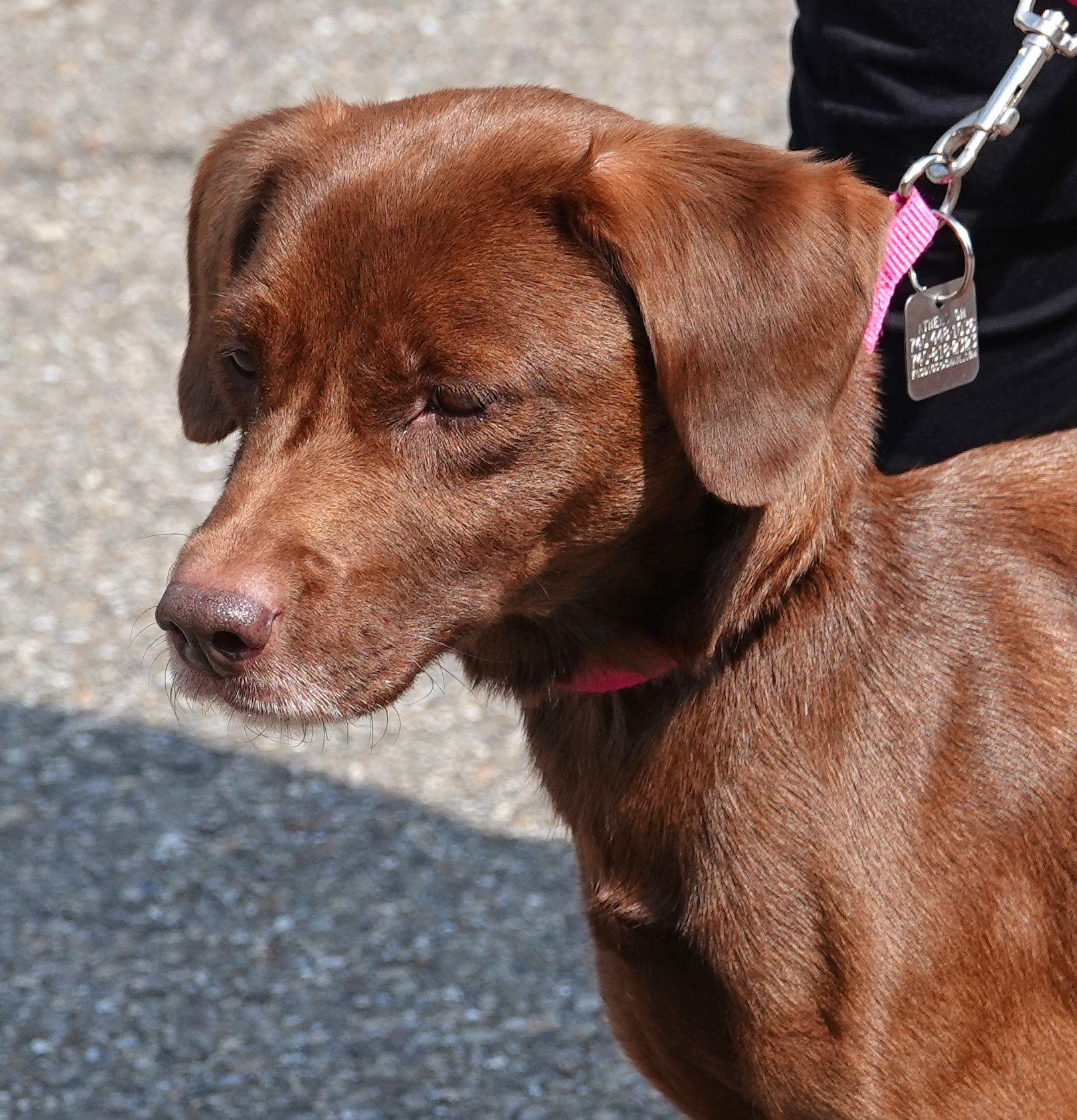 Madison - UPDATED INFO, ADOPTABLE, Adult Female Mixed Breed.