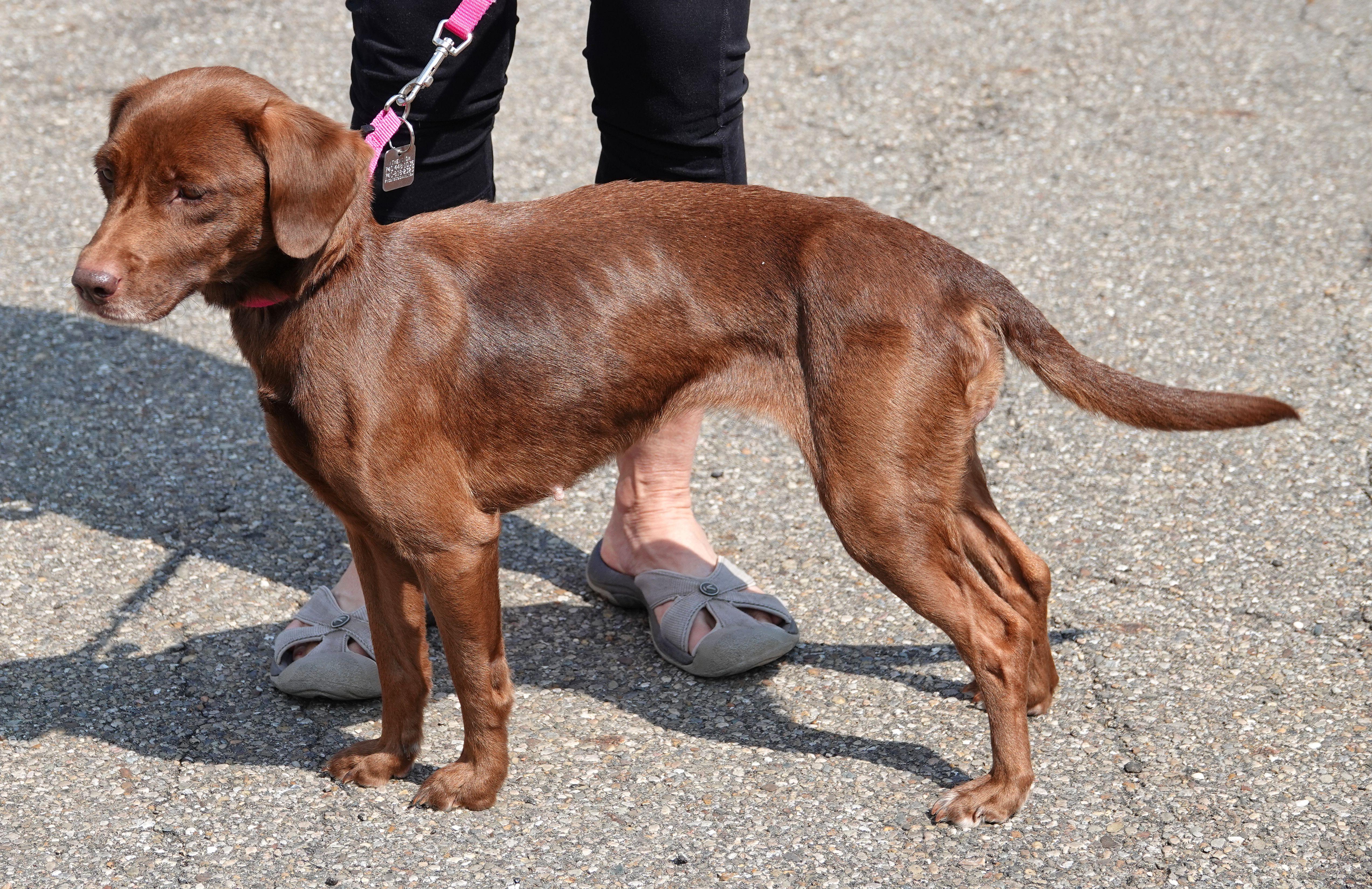 Enlarge Madison - UPDATED INFO, a ADOPTABLE Mixed Breed in Millfield, OH image 3/3