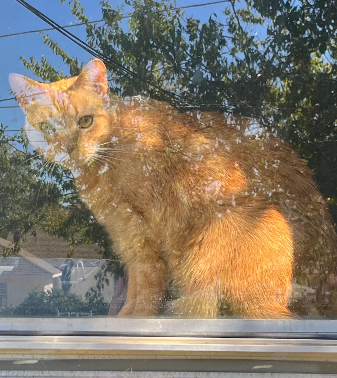 Star — thumbnail 3