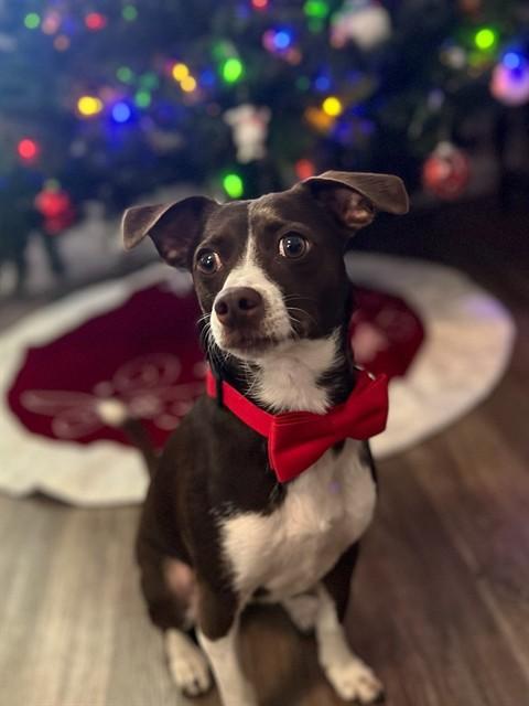 BROWNIE, Adoptable, Adult Male Chihuahua & Miniature Pinscher.