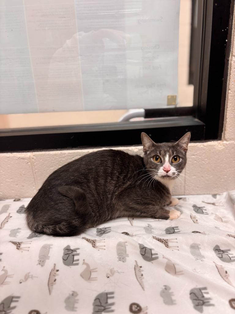 Franny, Adoptable, Young Female Domestic Short Hair.