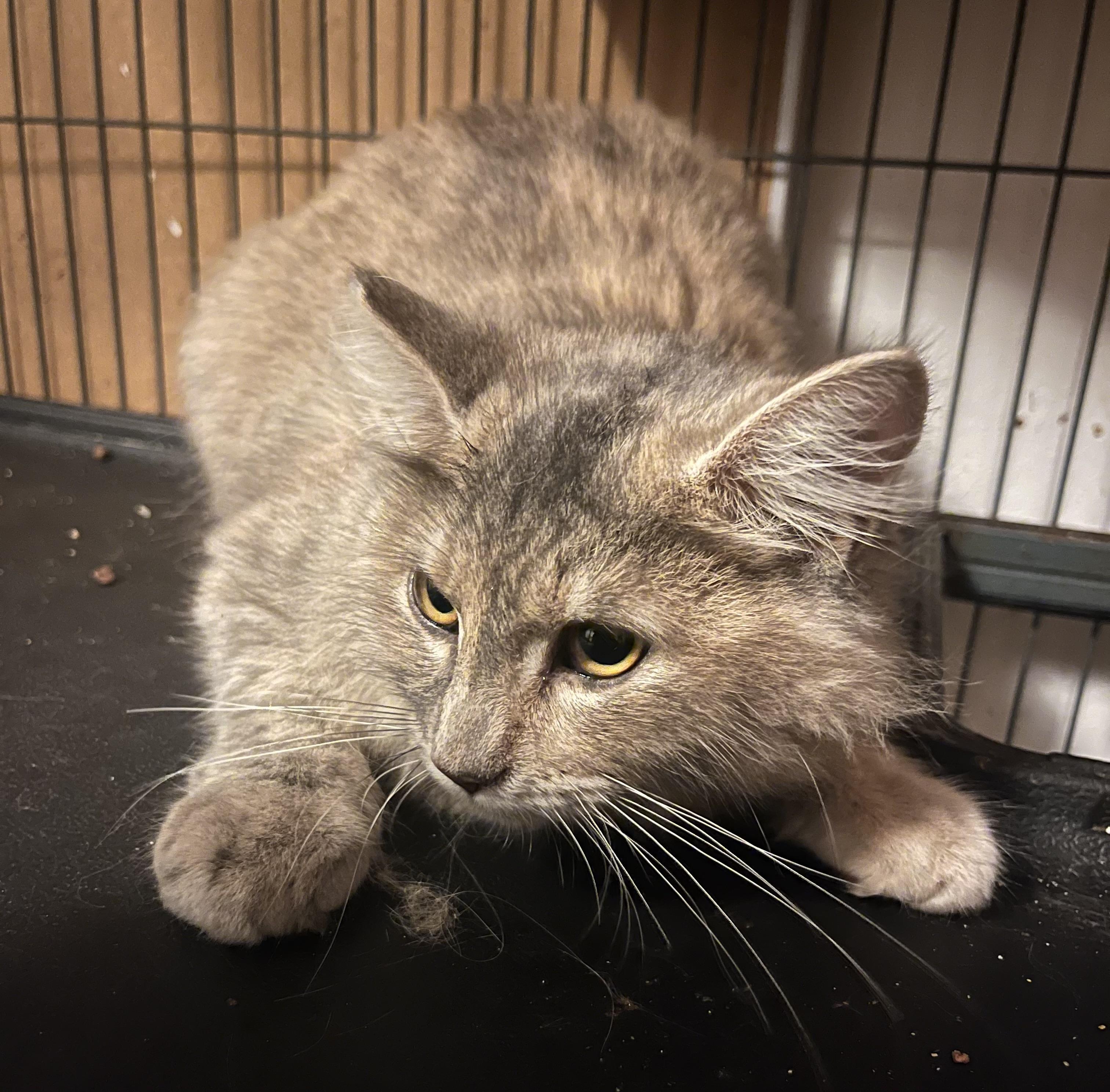 Enlarge Blur - so desperate for a family!, a ADOPTABLE mixed breed in Marysville, WA image 1/5