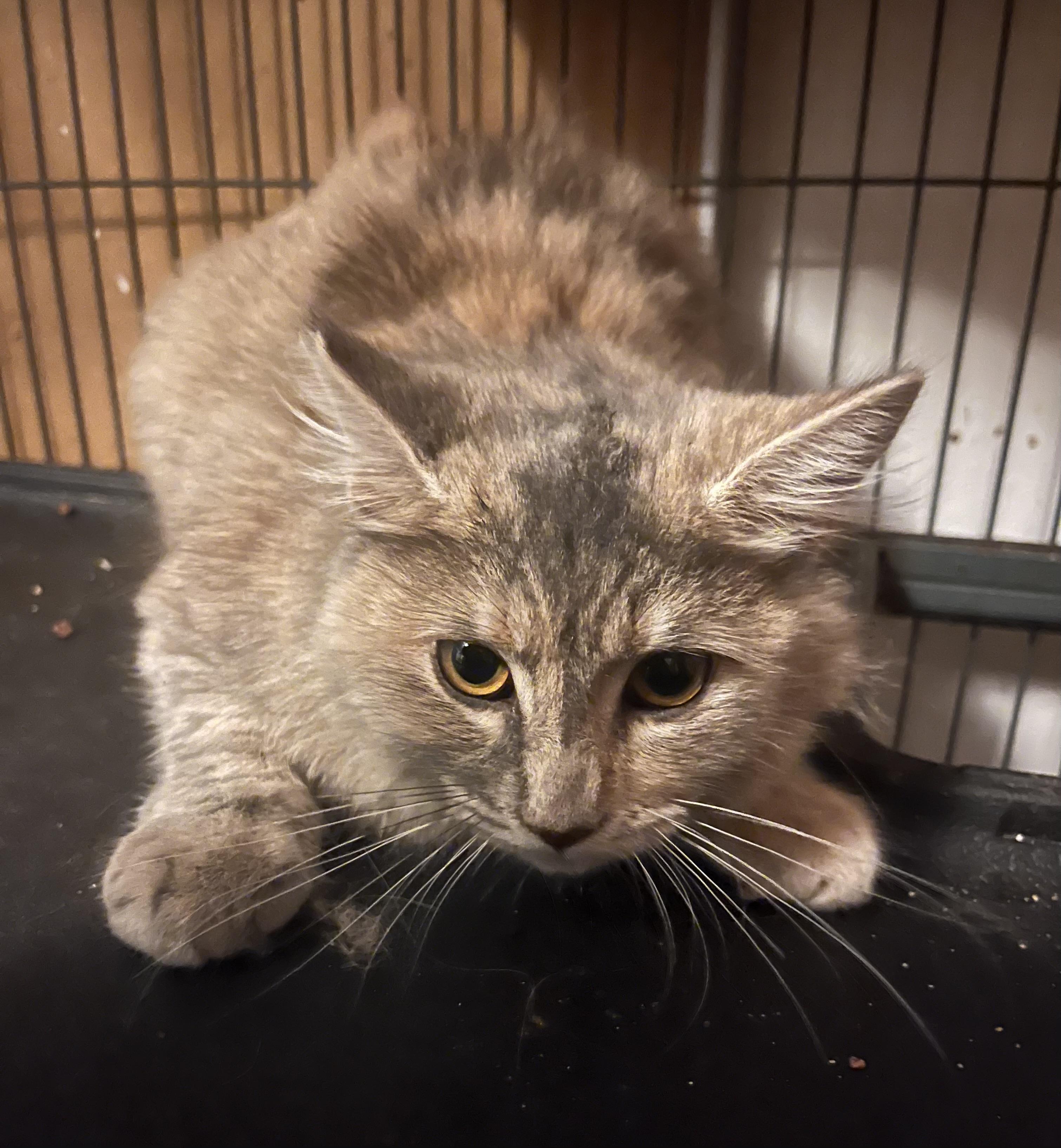 Enlarge Blur - so desperate for a family!, a ADOPTABLE mixed breed in Marysville, WA image 2/5