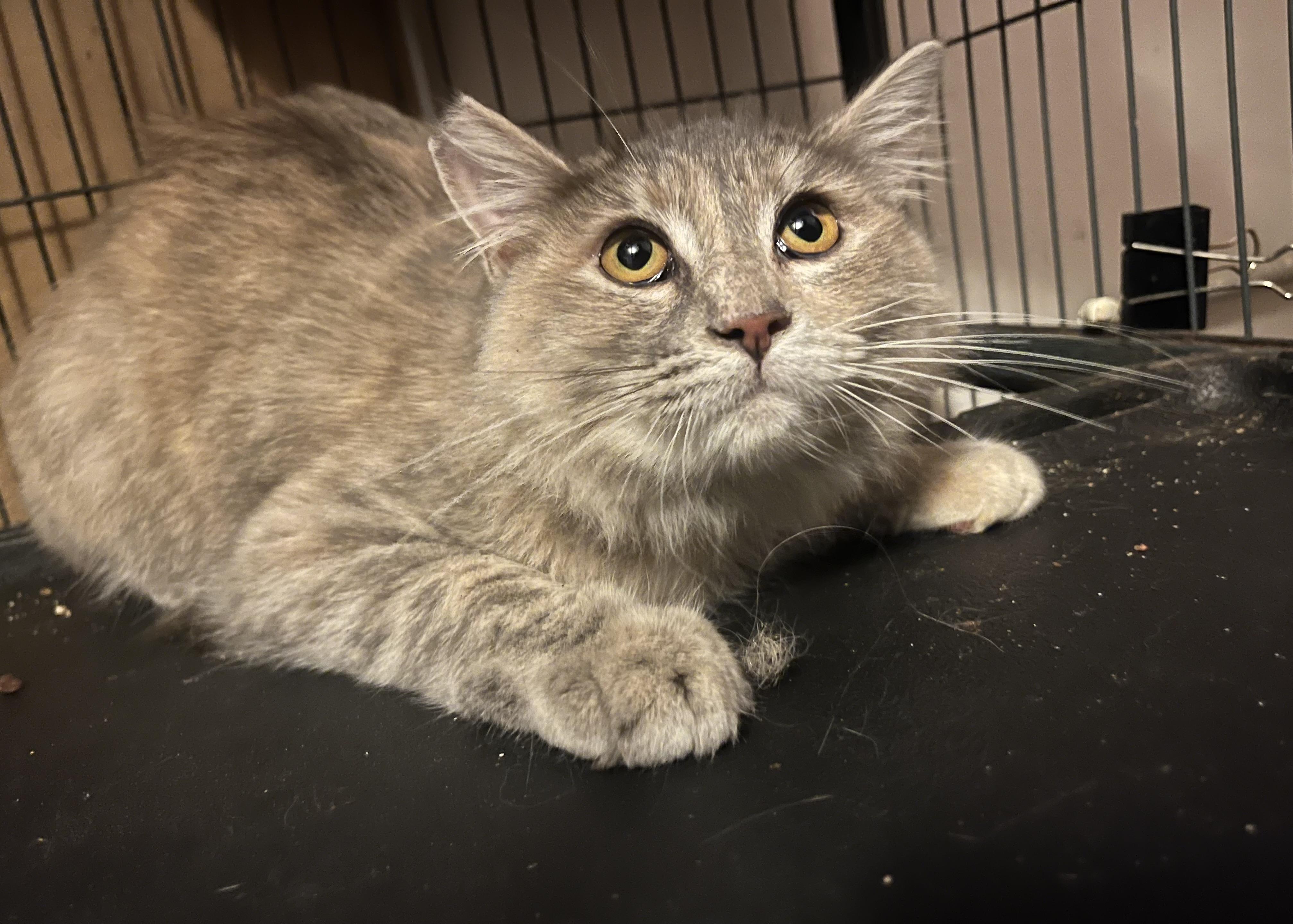 Enlarge Blur - so desperate for a family!, a ADOPTABLE mixed breed in Marysville, WA image 4/5