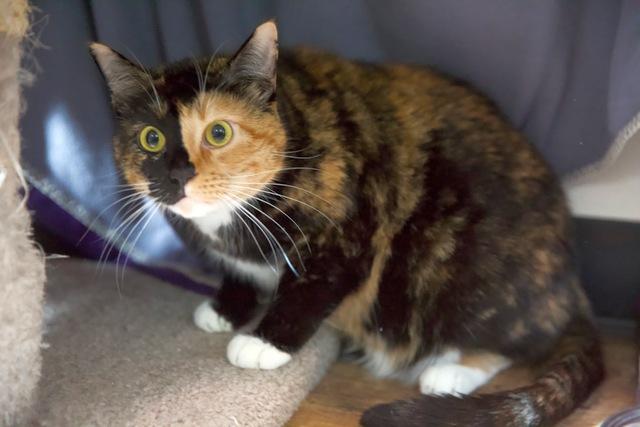 Perla, a Adoptable Domestic Short Hair in Portland, OR image 1/5