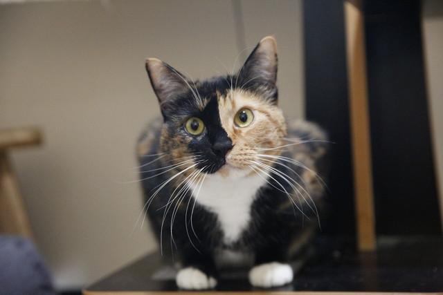 Perla, a Adoptable Domestic Short Hair in Portland, OR image 2/5