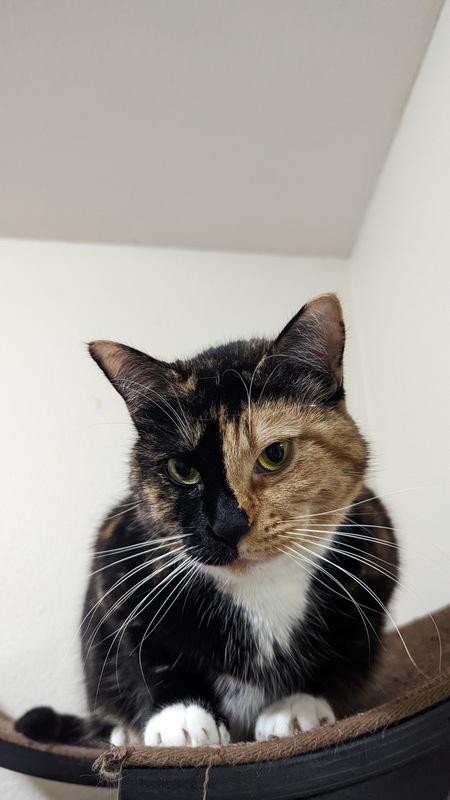 Perla, a Adoptable Domestic Short Hair in Portland, OR image 3/5