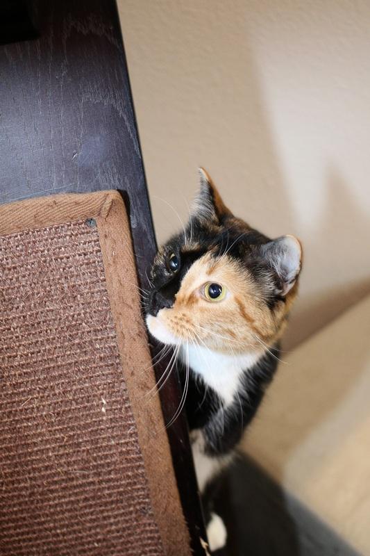 Perla, a Adoptable Domestic Short Hair in Portland, OR image 4/5