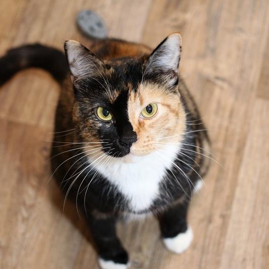 Perla, a Adoptable Domestic Short Hair in Portland, OR image 5/5