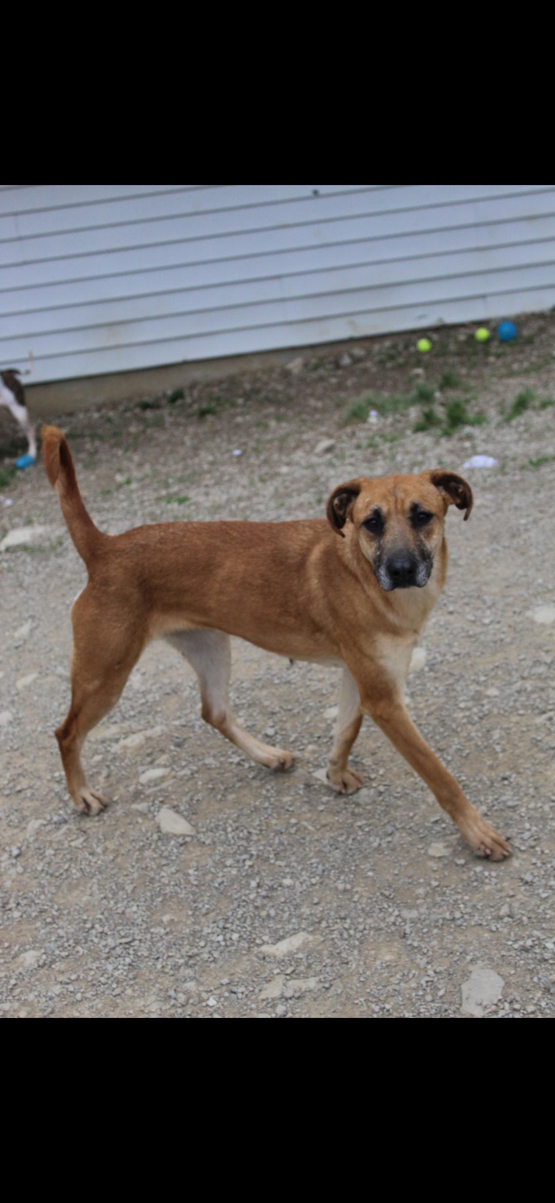 Polly , ADOPTABLE, Adult Female Collie.