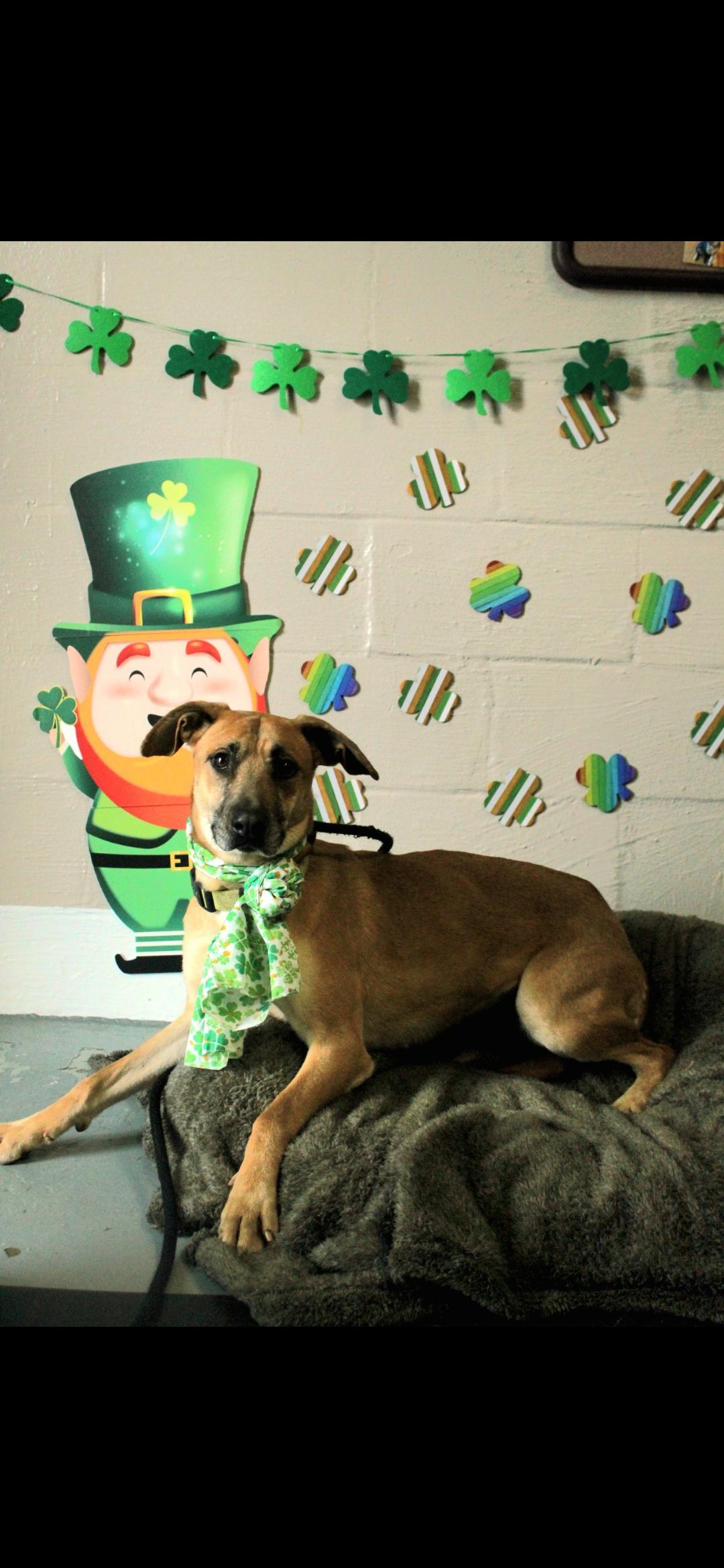Enlarge Polly , a ADOPTABLE mixed breed in Berea, KY image 2/2