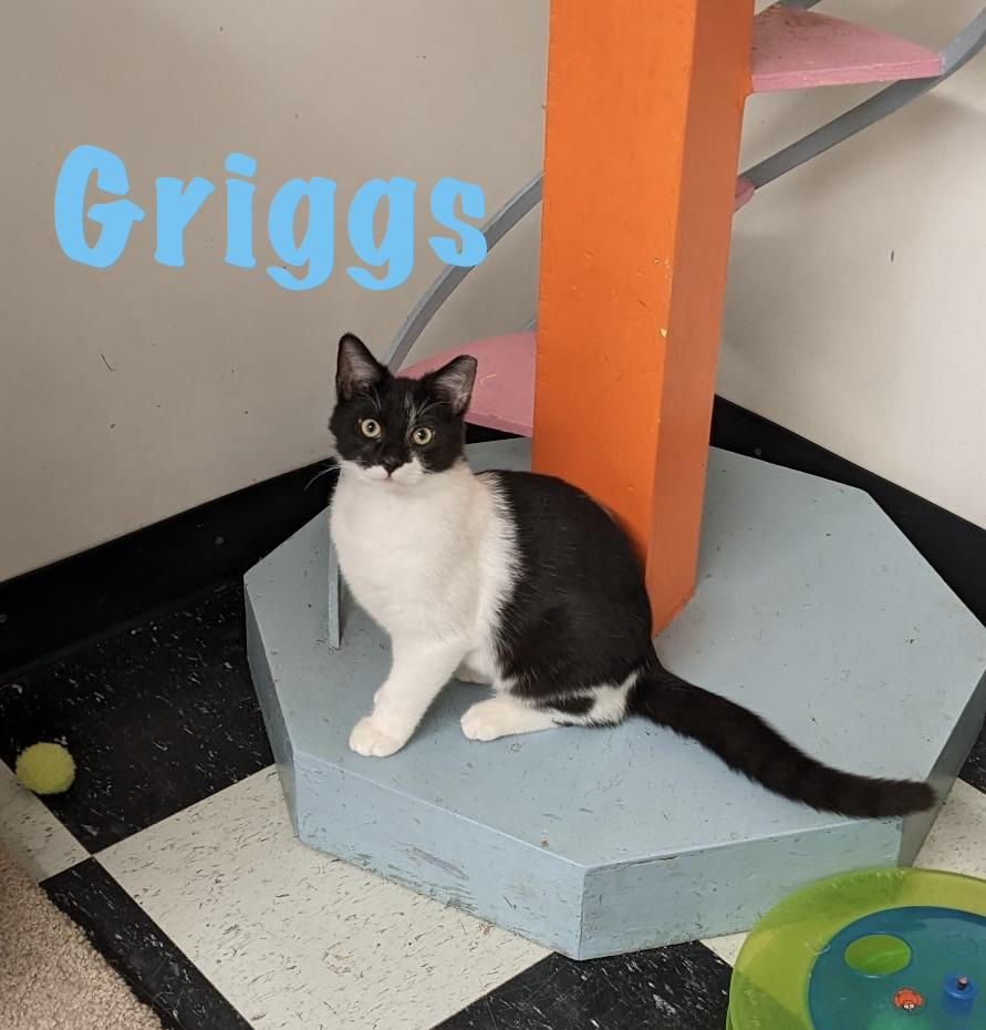 Griggs, ADOPTABLE, Kitten Male American Shorthair.