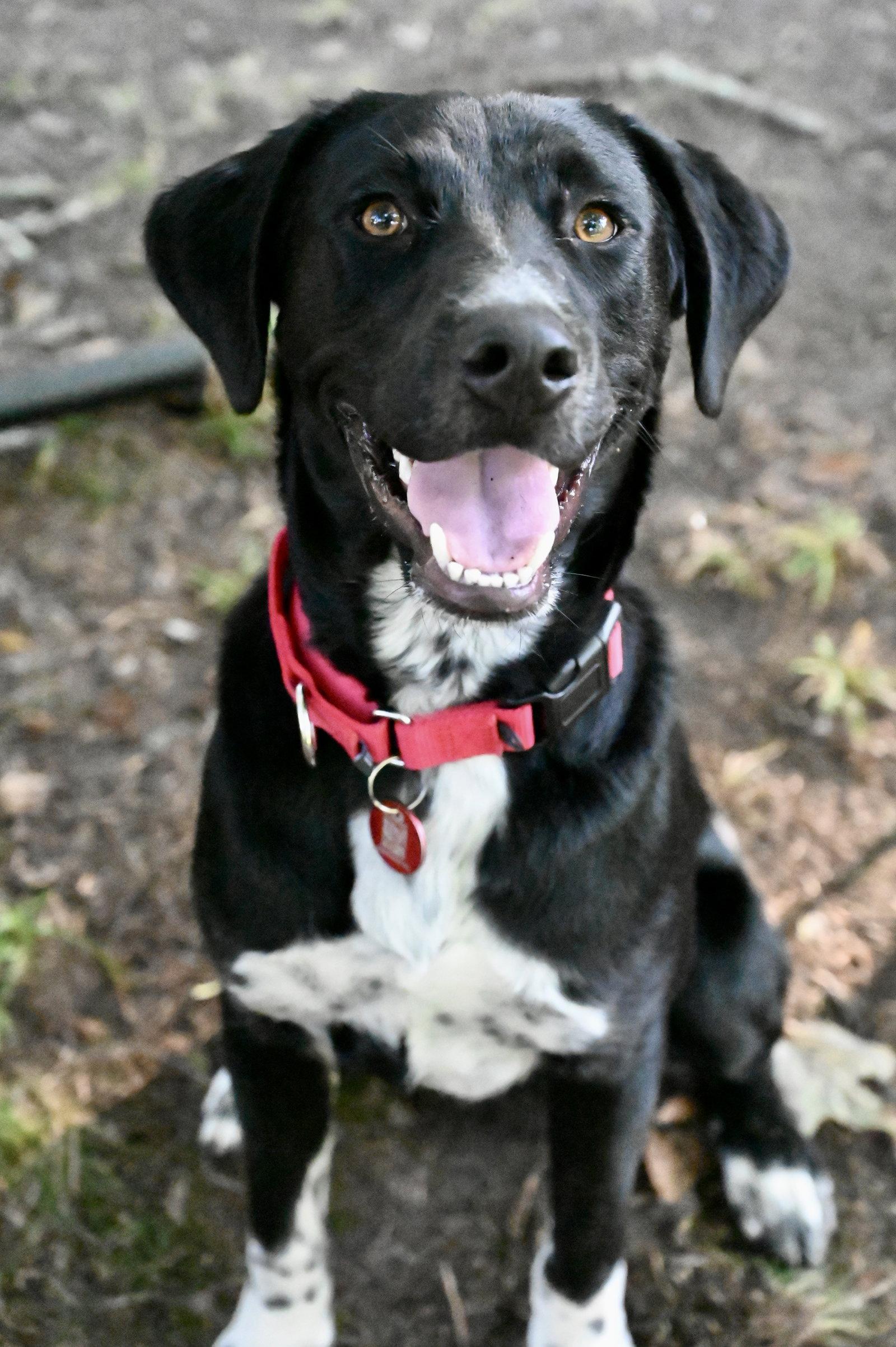 Vader Dot *LOCAL*, Adoptable, Young Male Labrador Retriever.