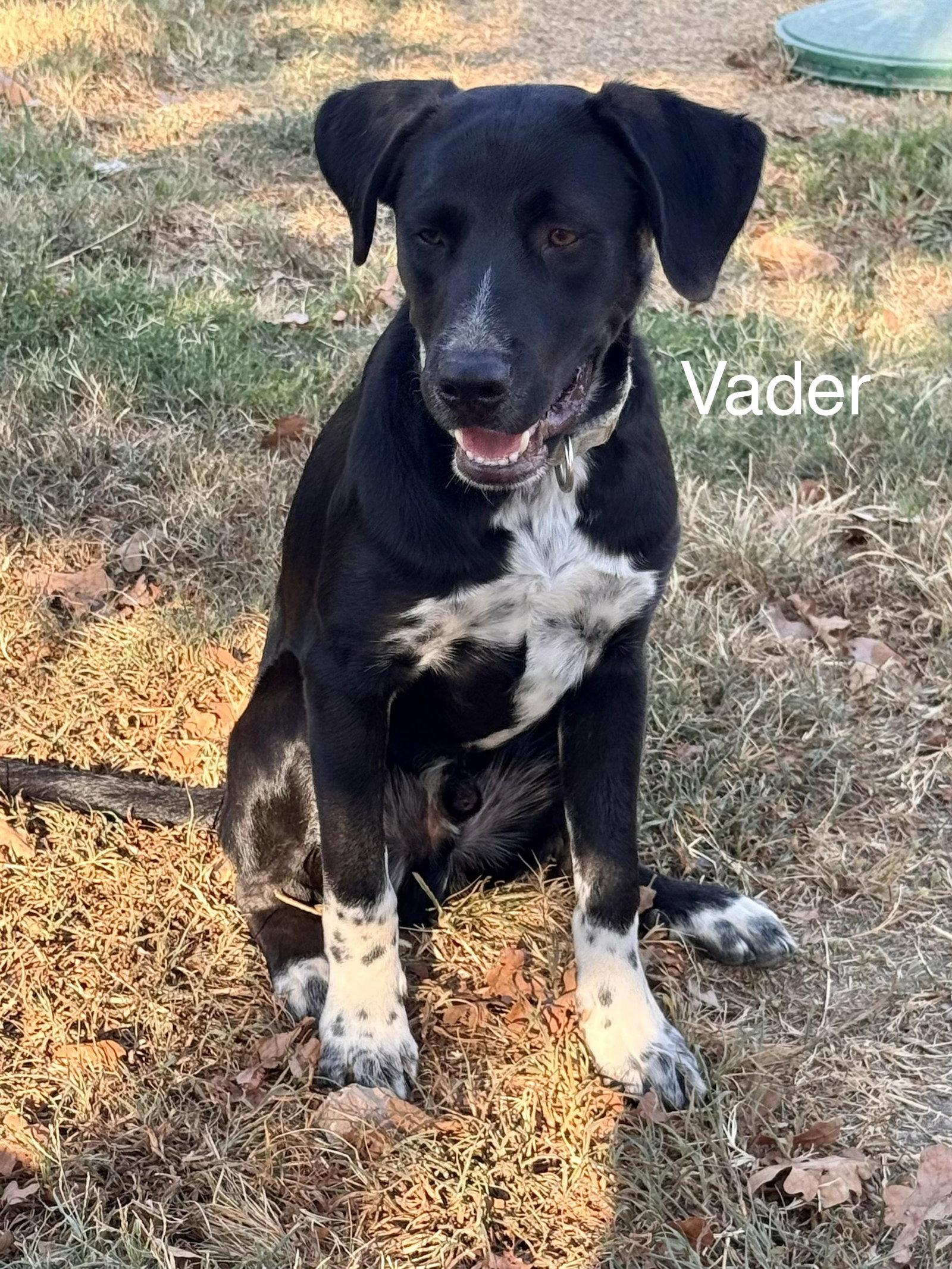 Enlarge Vader Dot *LOCAL*, a Adoptable Labrador Retriever in Wakefield, RI image 2/3