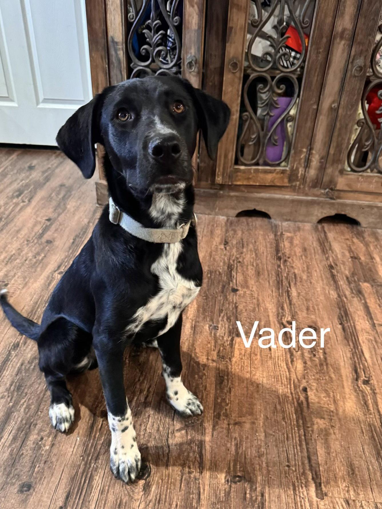 Enlarge Vader Dot *LOCAL*, a Adoptable Labrador Retriever in Wakefield, RI image 3/3