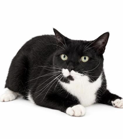 Remy - Bonded with Lola, Adoptable, Adult Male Domestic Short Hair & Domestic Short Hair.