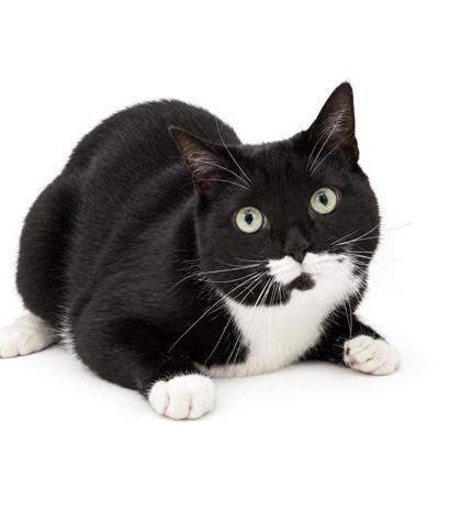 Enlarge Remy - Bonded with Lola, a Adoptable mixed breed in Bowling Green, KY image 2/2