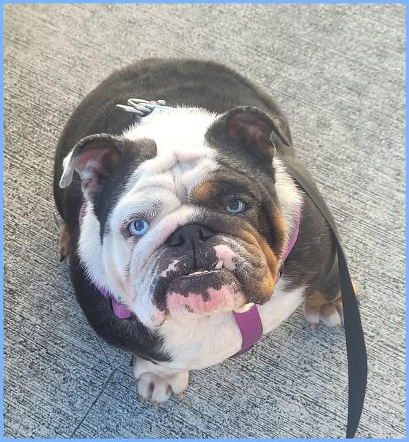 Lady, a ADOPTABLE English Bulldog in Palm Coast, FL image 3/4