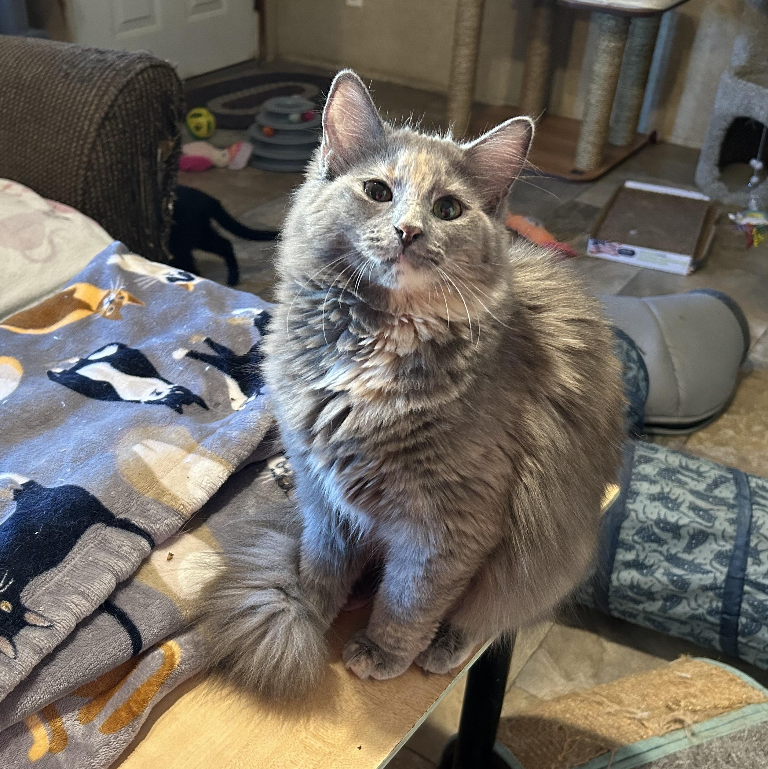 Mary Lou, Young Female Domestic Long Hair