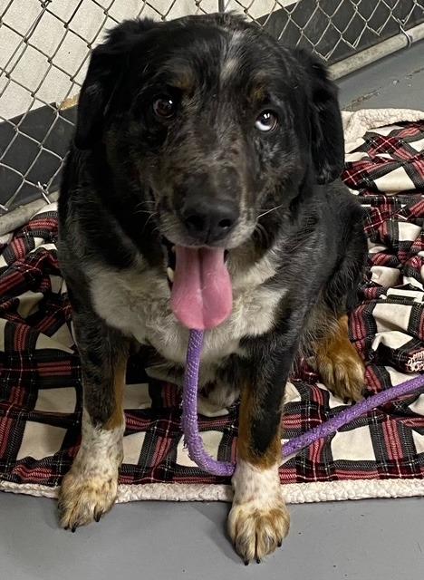 Pepe, Adoptable, Adult Male Australian Shepherd & Hound.